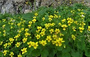 SENTIERO DEI FIORI ‘Claudio Brissoni’ ad anello da Capanna 2000 il 9 luglio 2020 - FOTOGALLERY